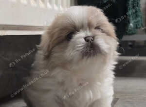 KC Lilac Fawn Parti Pekingese