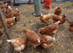 Brown pullets 16to18 weeks old