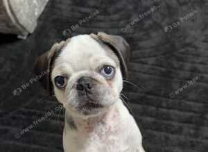 Beautiful panda pug girl