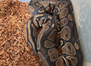 Royal python