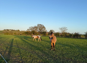 Barefoot Grass living available