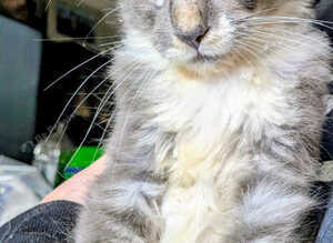 Loving Maine coon kittens