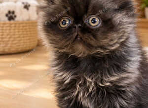 Registered pedigree Persian