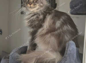 Polydactyl Mainecoon