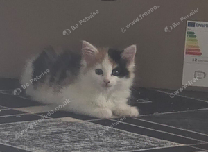 Kittens