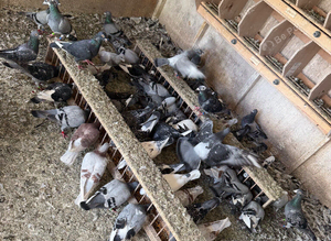 Pigeons