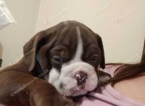 English bulldog puppies