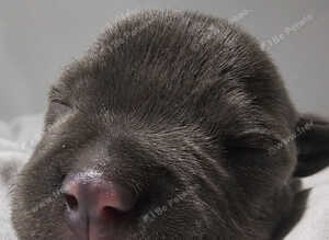 ForSale KC Reg Blue staffy pups