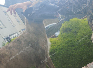 Brindle bitch