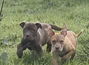 Presa Canario/Cane Corso/Molosser dogs