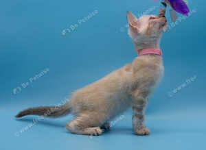 TICA Registered &ndash; Beautiful Snow Lynx Bengal Girls Available