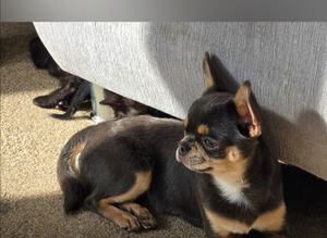 Handsome blue / tan Chihuahua male dog champion sired