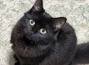 Kitten