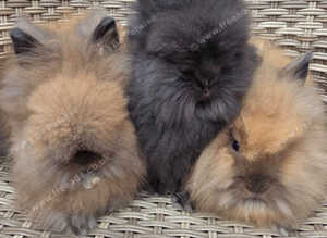 Cute double maned lionheads