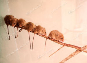 New harvest mice