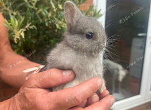 Ready now Netherland dwarf babies