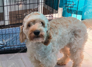 Female cockapoo