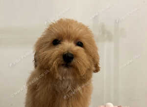 Poochon puppy's