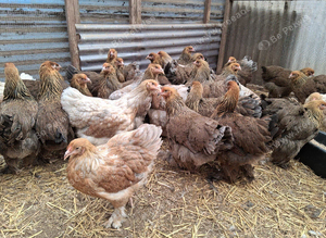 Brahma pullets 16to18 weeks old