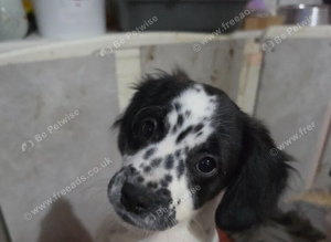 LAST GIRL READY NOW.  Cocker spaniel