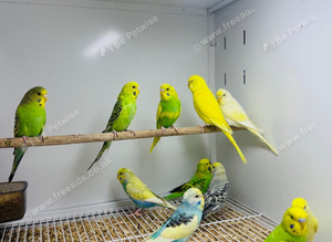 Budgies