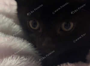Mixed litter for urgent sale