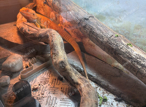 Dragon set up