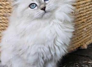 STUNNING PLATINUM MINK RAGDOLL KITTENS