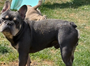 SOPPY FRENCH BULLDOG FOR STUD DUTIES