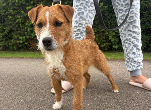 Young Working Terrier