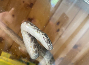Female spotted python