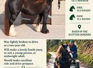 Bay Cob Filly Rising 4 yrs old, to make 14HH.