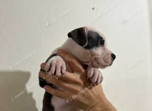 Staffy Puppies