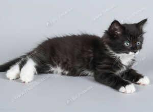 16 week old fluffy kitten