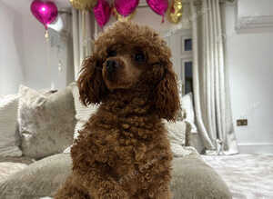 Toy poodle