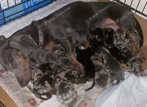 11 beautiful puppies dachshund  rehome