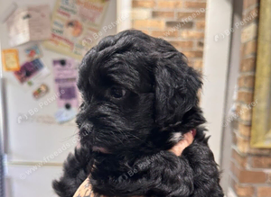 3 beautiful fluffy Jackapoo puppies