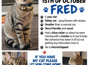 Missing cat reward if found