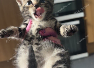 2 Beautiful Male Kittens