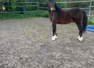 Handsome section C colt