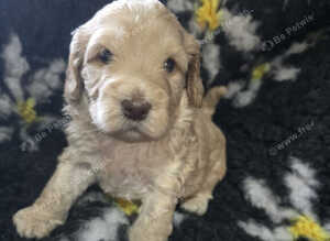 Beautiful f1 cockapoo puppies