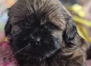 3 beautiful pure shih tzus
