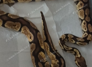 Royal Python for sale