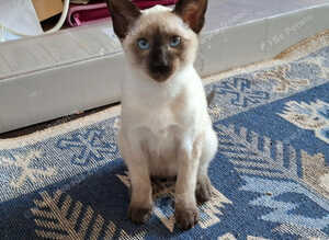 Siamese choc points