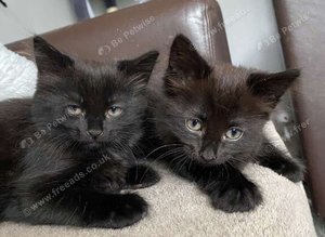 Black fluffy kittens
