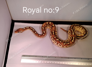 ROYAL PYTHON JUVENILES