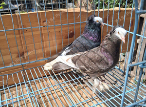 Pair of priest fancy pigeon
