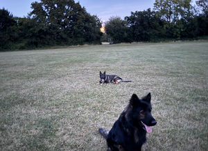 German shepherd