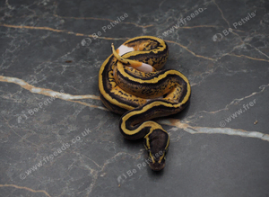 Pastel piebald