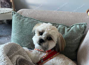 Lhasa Apso Girl (13 months)